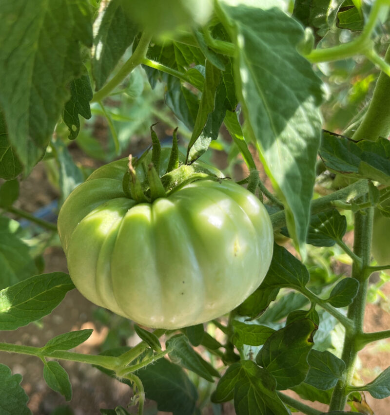 Pomodoro Riccio verde, con la tipica costolatura