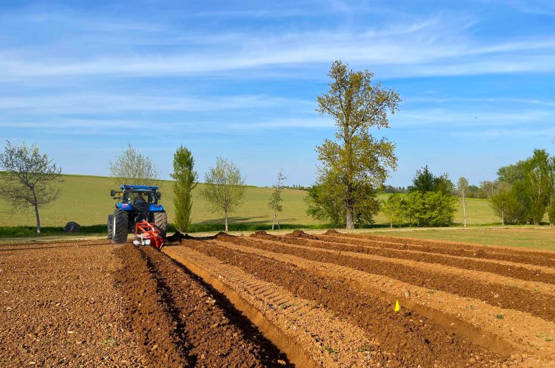 Baulatura per piantumazione del Riccio di Parma