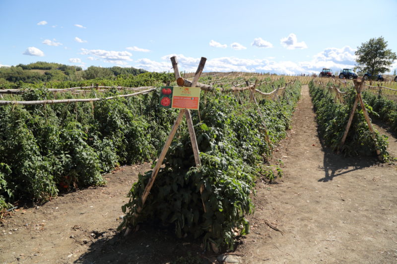 Impalcatura di Pomodoro Riccio