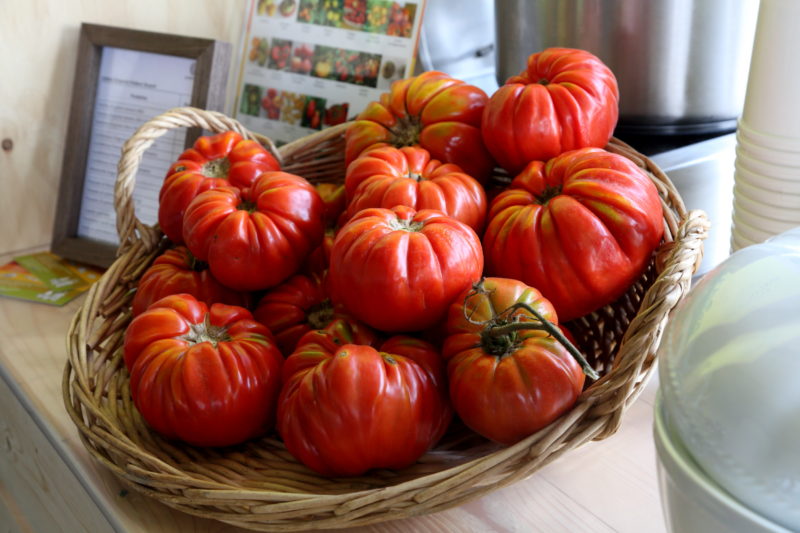 Cesto con pomodoro Riccio