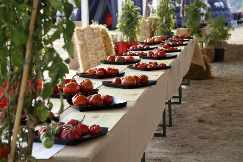 Esposizione antiche varietà pomodori