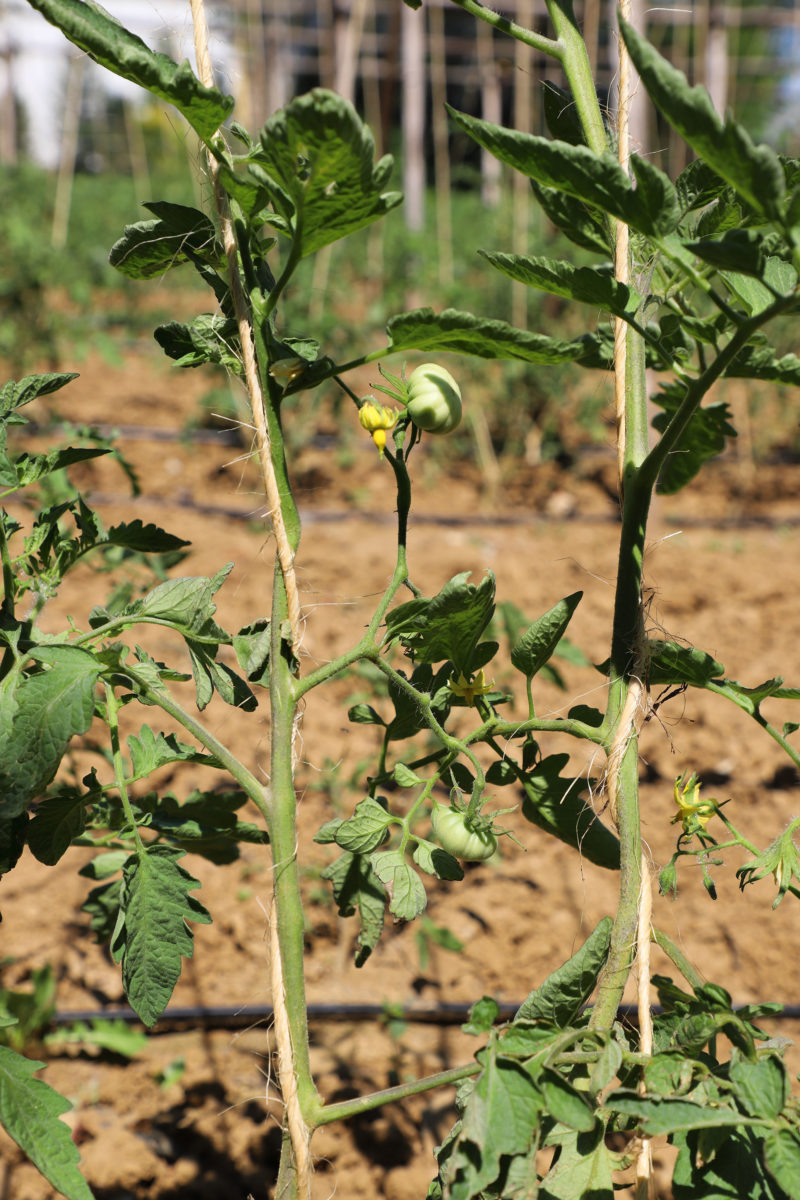 Legatura piantina pomodoro Riccio di Parma