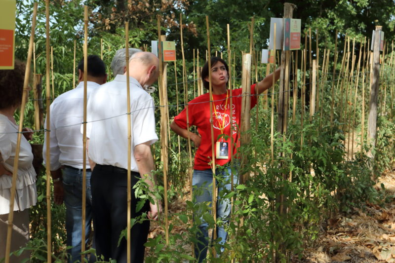 Visita al campo catalogo pomodori