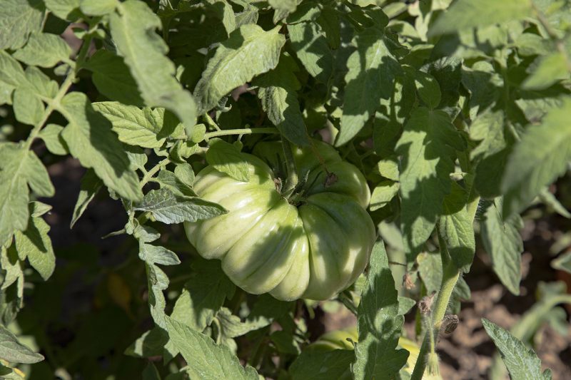 Pomodoro Riccio verde