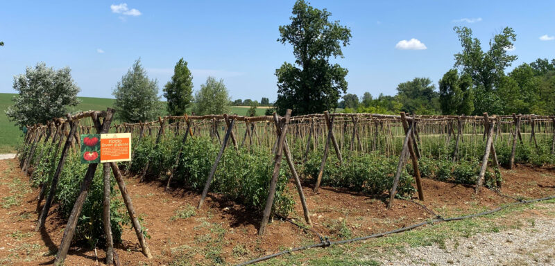 Impianto pomodoro Riccio legatura alla Genovese