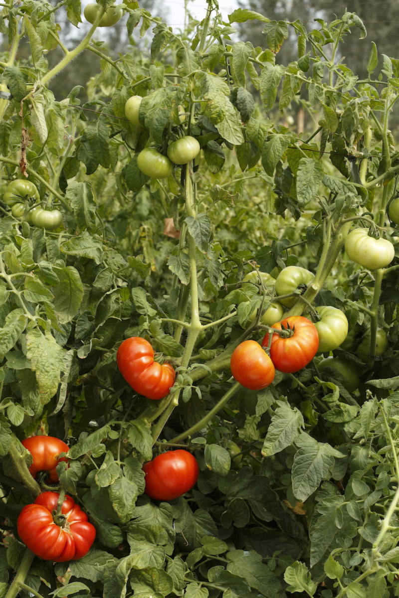 Piante pomodoro Riccio