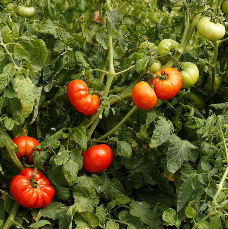 Piante di pomodoro Riccio