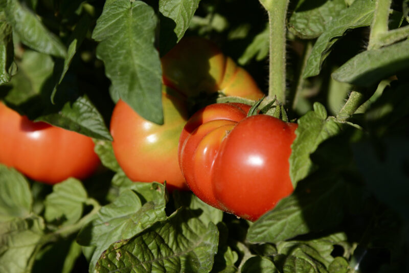 Pomodoro Riccio in maturazione