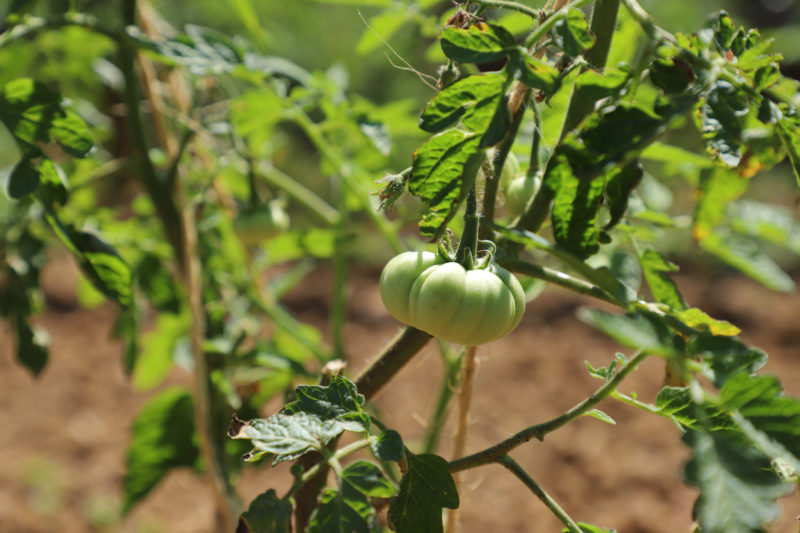 Sviluppo del pomodoro Riccio