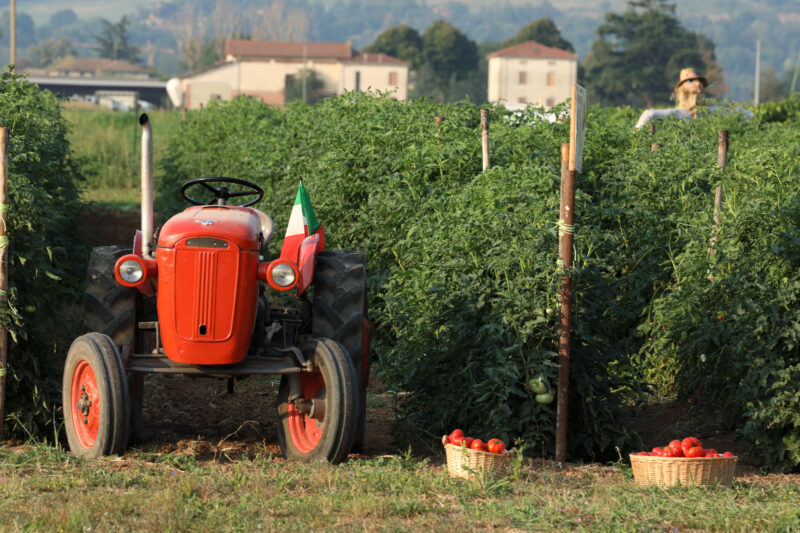 Raccolta del pomodoro Riccio di Parma