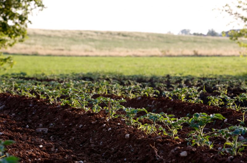 Campo piantine pomodoro Riccio