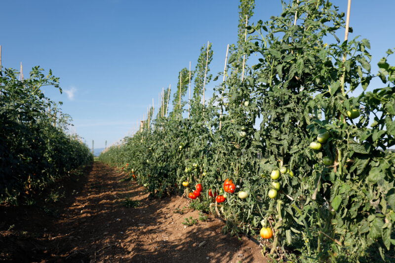 Piante di Riccio di Parma biologico