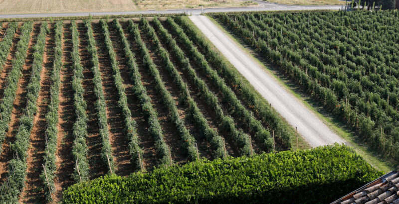 Vista campo di pomodoro Riccioli Parma