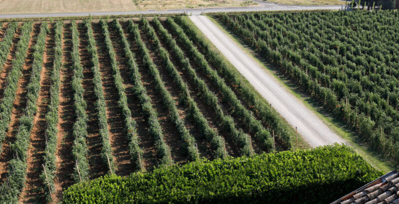 Vista campo di pomodoro Riccio di Parma